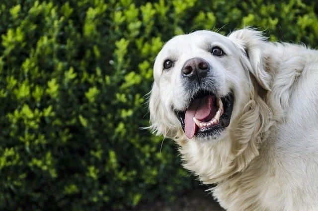 5 Things You Should Know before Getting A Golden Retriever
