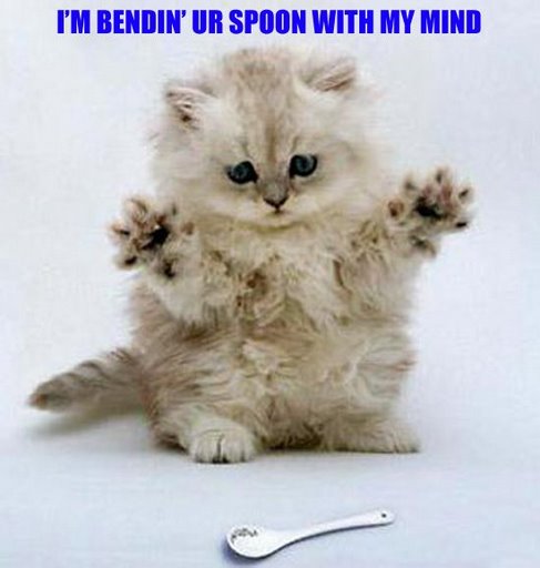 funny cat picture - funny cat pictures-lolcat-pics-bending-spoon