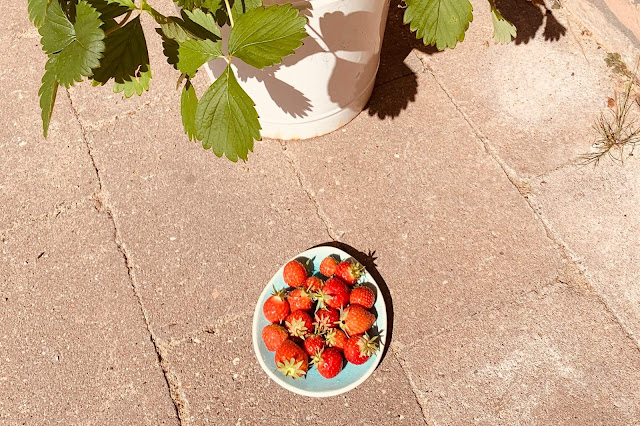 Aardbeien uit eigen tuin