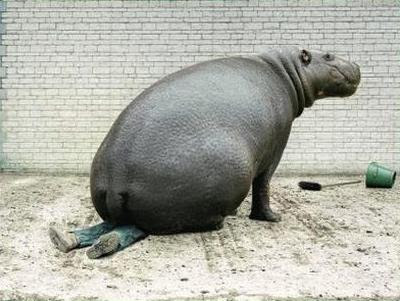 funny animal pics. Hippo got mad | Funny Animal