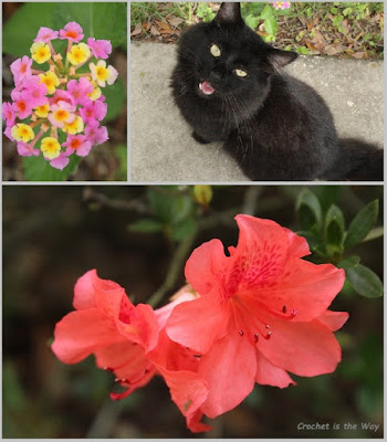 photography, cat, flowers, azalea, lantana, Florida, fall