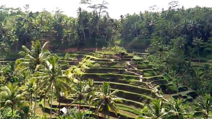 Tempat Wisata di Ubud Yang Lagi Hits