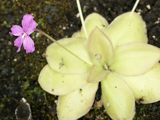 Grassette de Moran - Pinguicula moranensis - Pinguicula rectifolia 