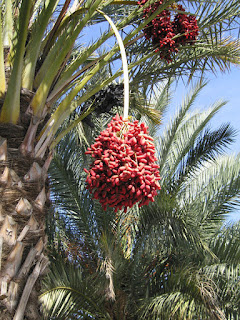 Date Palm