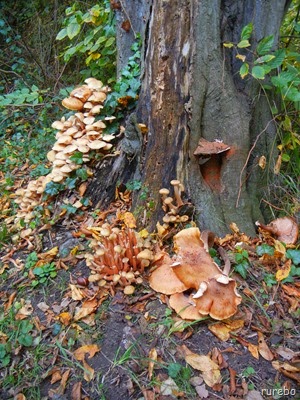 DSCN1488