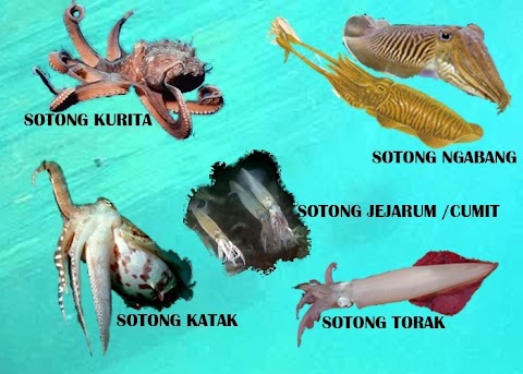 jenis ikan sotong