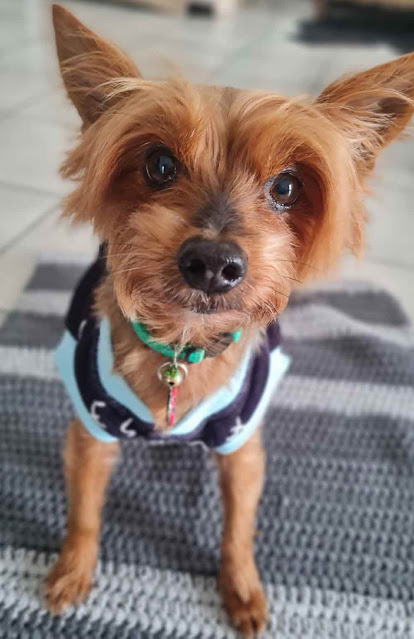 Adopt a Senior Yorkie female Bella