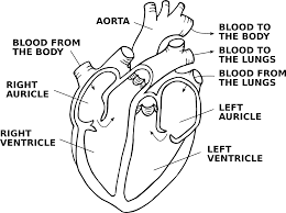 Simple heart diagram | Simple heart diagram labeled | Human heart diagram