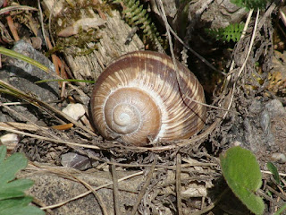 Helix (Helix) lucorum DSC52423