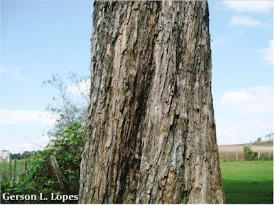 Campomanesia xanthocarpa tronco
