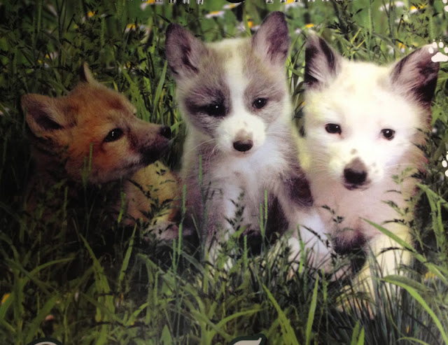 Three very cute domesticated foxes sitting in the grass