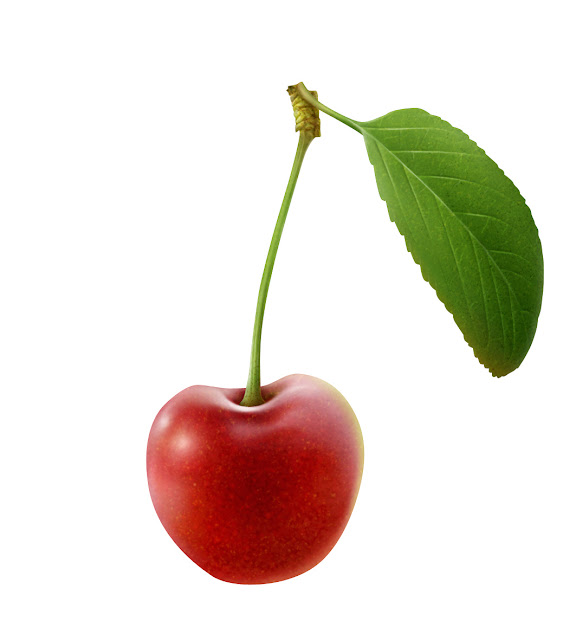 cherry, realistic, botanical, photoshop, tutorial, wip