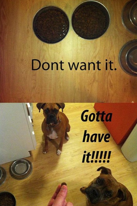 17 Hilarious Problems Dog Owners Will Relate To - This…even though it makes no sense!