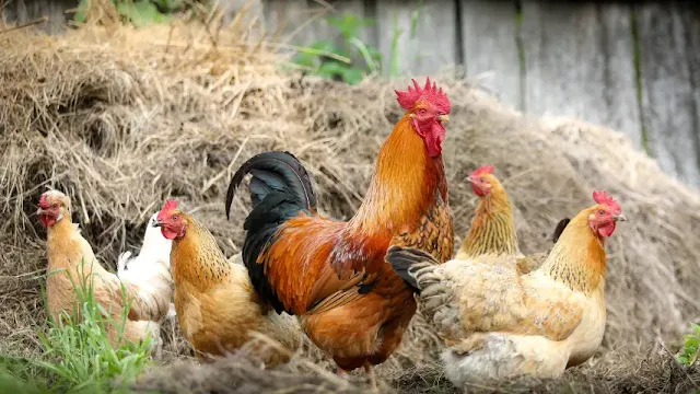 Bagaimana Memilih Ayam Kampung yang Sehat dan Produktif