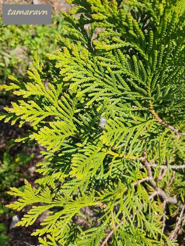 Туя корейская (Thuja koraiensis)