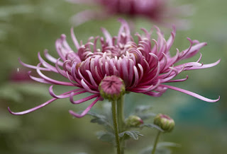 Chrysanthemum