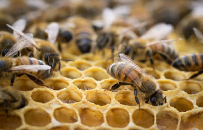 Abejas en panal de miel