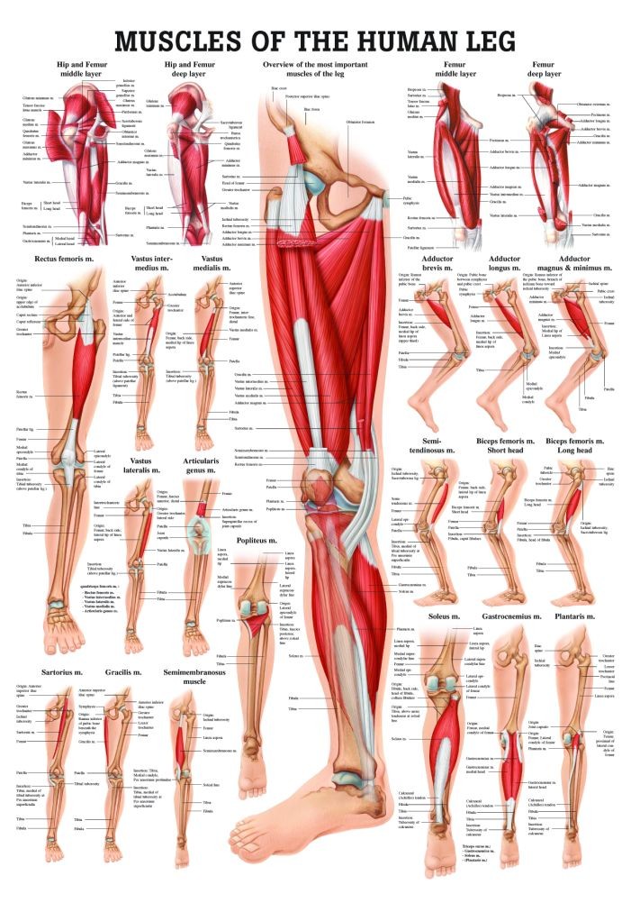 Human Leg Bone Structure - Human Anatomy Details