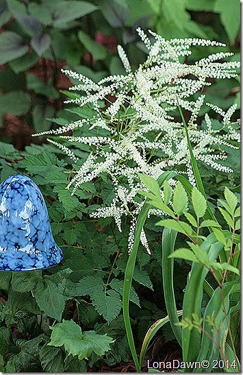 Aruncus Goatsbeard2