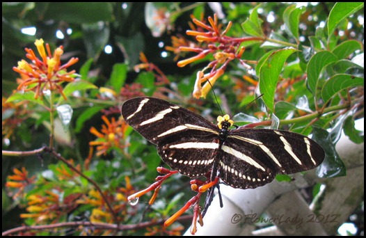06-02-hamelia-paten-zebra