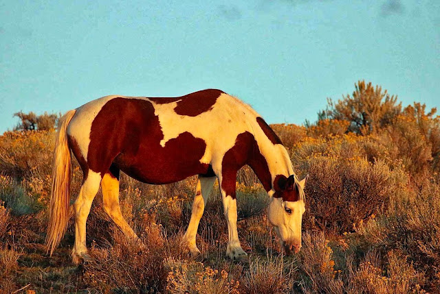 horse-wallpaper-riding