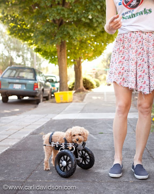 Ramen Noodle is a dog with only two legs, Ramen Noodle, two legged dog, dog with no arm