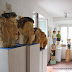 Atelierfest bei Helmut Wolf, Beratzhausen