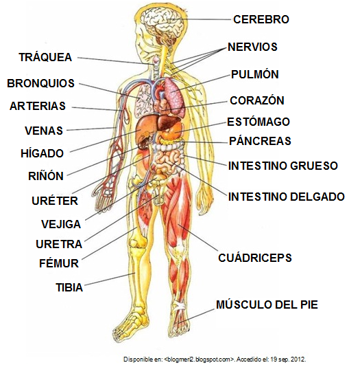 Resultado de imagen de aparatos del cuerpo humano