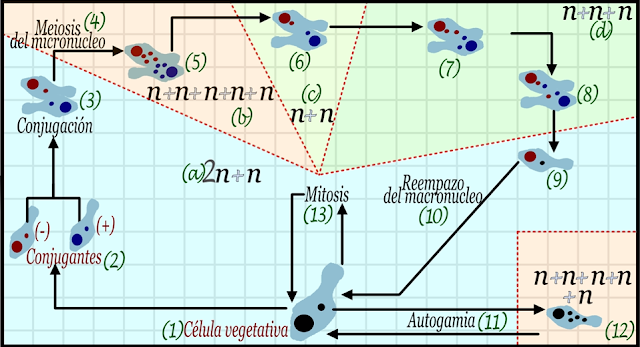 Ciclo de vida de los ciliados