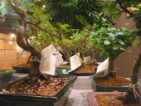 purchasing bonsai, bonsai tree price, bonsai pick tree