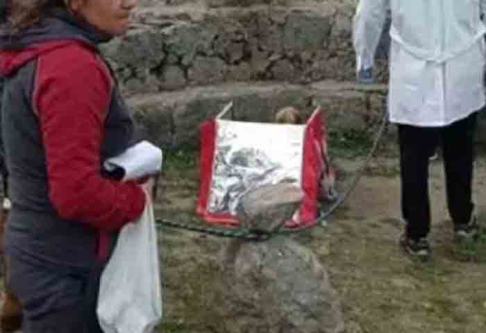 News, World, Arrest, Arrested, Police, Peruvian Man Found Carrying 800-year-old Mummy In Food Delivery Bag, Arrested.