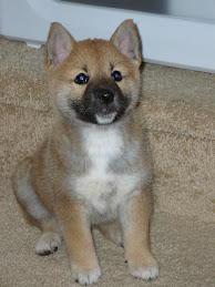 Soba the Shiba Inu