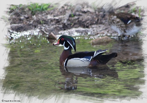 IMG_1272_Fotor