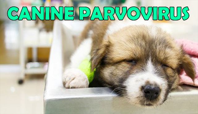 Canine Parvovirus 