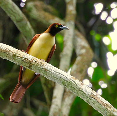 Lesser Bird of Paradise,Paradisaea Minor, Paradisaeidae Family. 