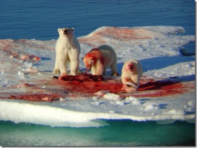 murder-bears-400x300