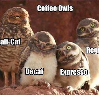 coffee owl family