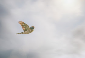 An immature Cooper's hawk flying against a cloudy sky.