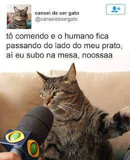  Foto. Na caixa de uma rede social. No canto superior esquerdo a pequena foto de frente do peito para cima de um gato de pelagem cinza com algumas listras pretas verticais na cabeça e horizontais ao longo do corpo, os olhos, estão quase fechados, à direita lê-se: cansei de ser gato; e abaixo: arrobacanseidesergato. Abaixo, uma foto maior e em destaque, um microfone preto com a logomarca do canal de TV em frente e bem próximo à boca do bichano entre os longos bigodes brancos dele, a patinha direita ao alto, como se discursasse, atrás do bichano o encontro das almofadas do encosto do sofá marrom. Acima lê-se: tô comendo e o humano fica passando do lado do meu prato, aí eu subo na mesa, noossaa.