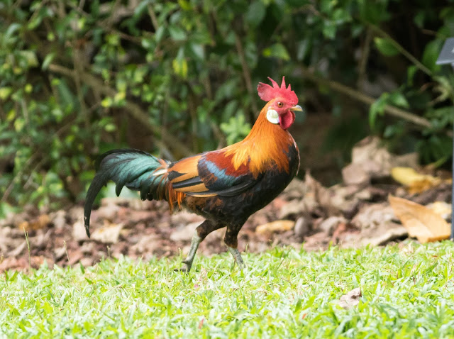 Red Junglefowl - Singapore Botanic Gardens