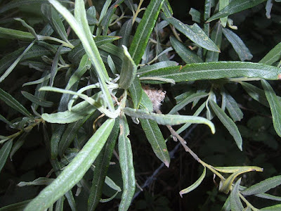 White-Willow-Tree-Salix-alba-Identification-Image