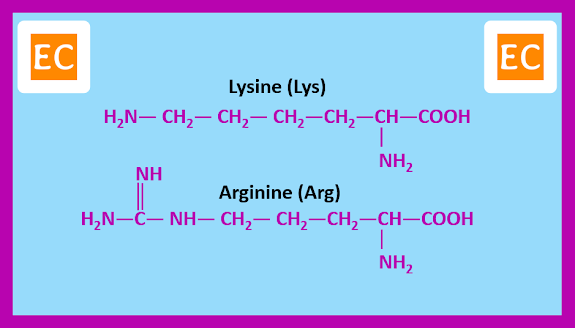 Amino acids with basic side chains