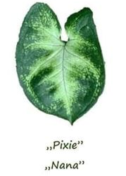 syngonium pixie