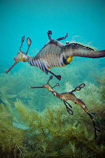 Beautiful sea dragon wallpapers