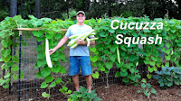 Calabash - Cucuzza Squash Seeds