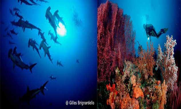 SCUBA DIVING TERBAIK DI INDONESIA