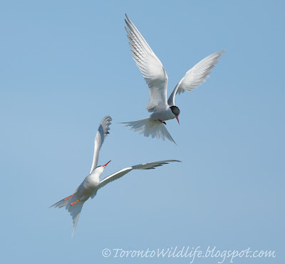 Common Terns, Photographer Robert Rafton