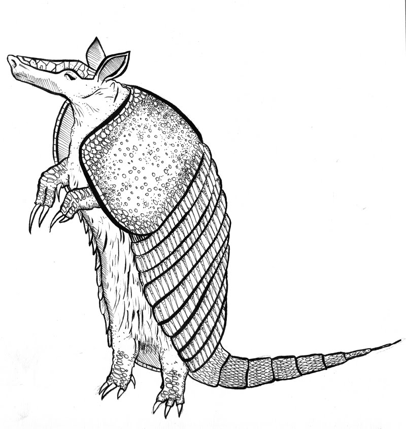 Simple Armadillo Drawing Drawings are fairly simple