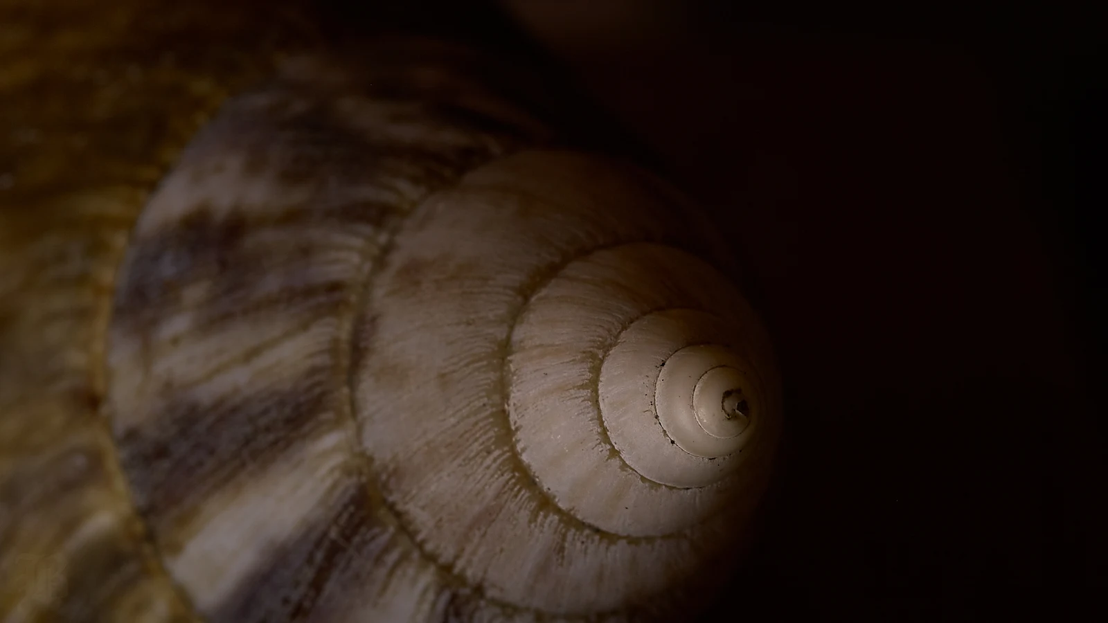 This is a land snail shell not a sea shell. But if you put it to your ear you just might hear the ocean
