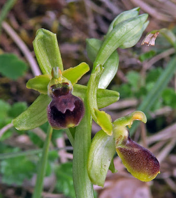 Ophrys litigieux (Ophrys virescens)